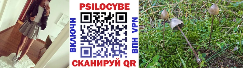 хочу наркоту  omg ссылки  Галлюциногенные грибы Psilocybe  Краснознаменск 